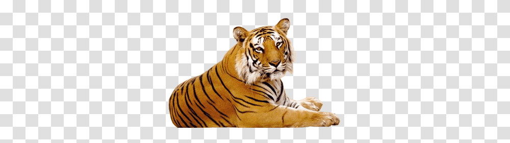 Tiger, Animals, Wildlife, Mammal Transparent Png