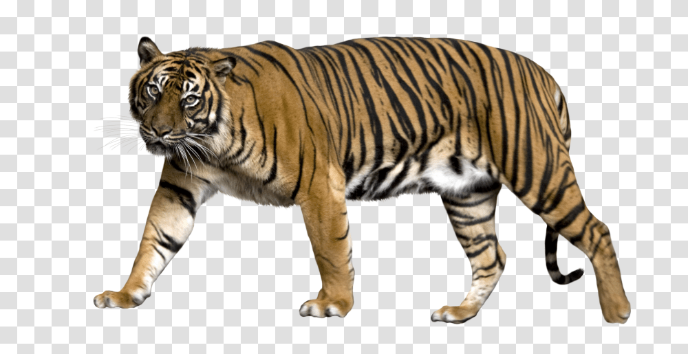 Tiger, Animals, Wildlife, Mammal Transparent Png
