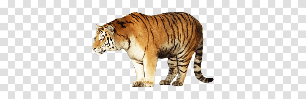 Tiger, Animals, Wildlife, Mammal Transparent Png