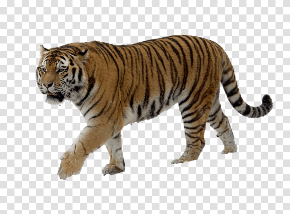 Tiger, Animals, Wildlife, Mammal Transparent Png