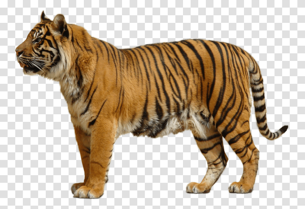 Tiger, Animals, Wildlife, Mammal Transparent Png