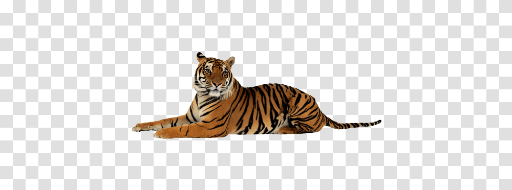 Tiger, Animals, Wildlife, Mammal Transparent Png