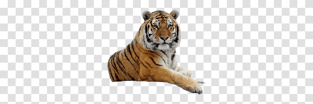 Tiger, Animals, Wildlife, Mammal Transparent Png