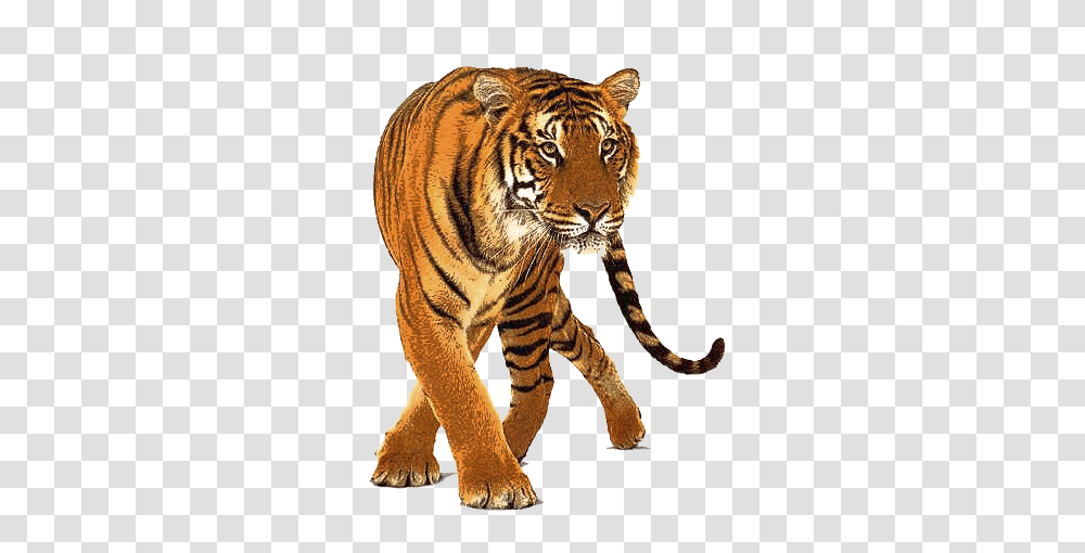 Tiger, Animals, Wildlife, Mammal Transparent Png