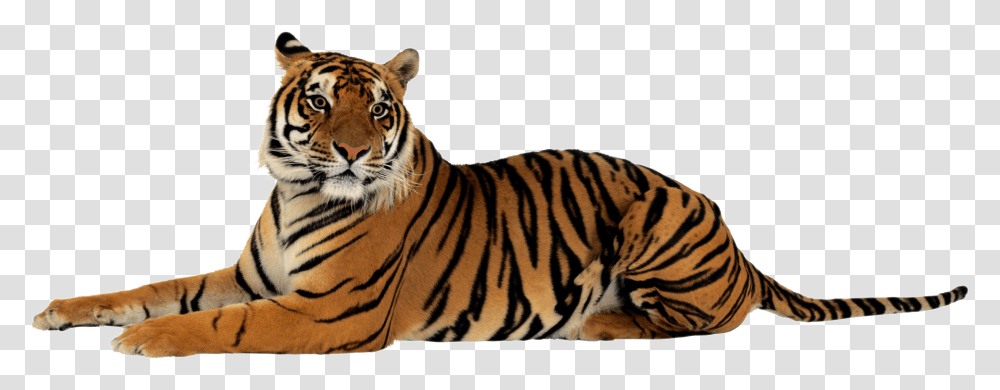 Tiger, Animals, Wildlife, Mammal Transparent Png