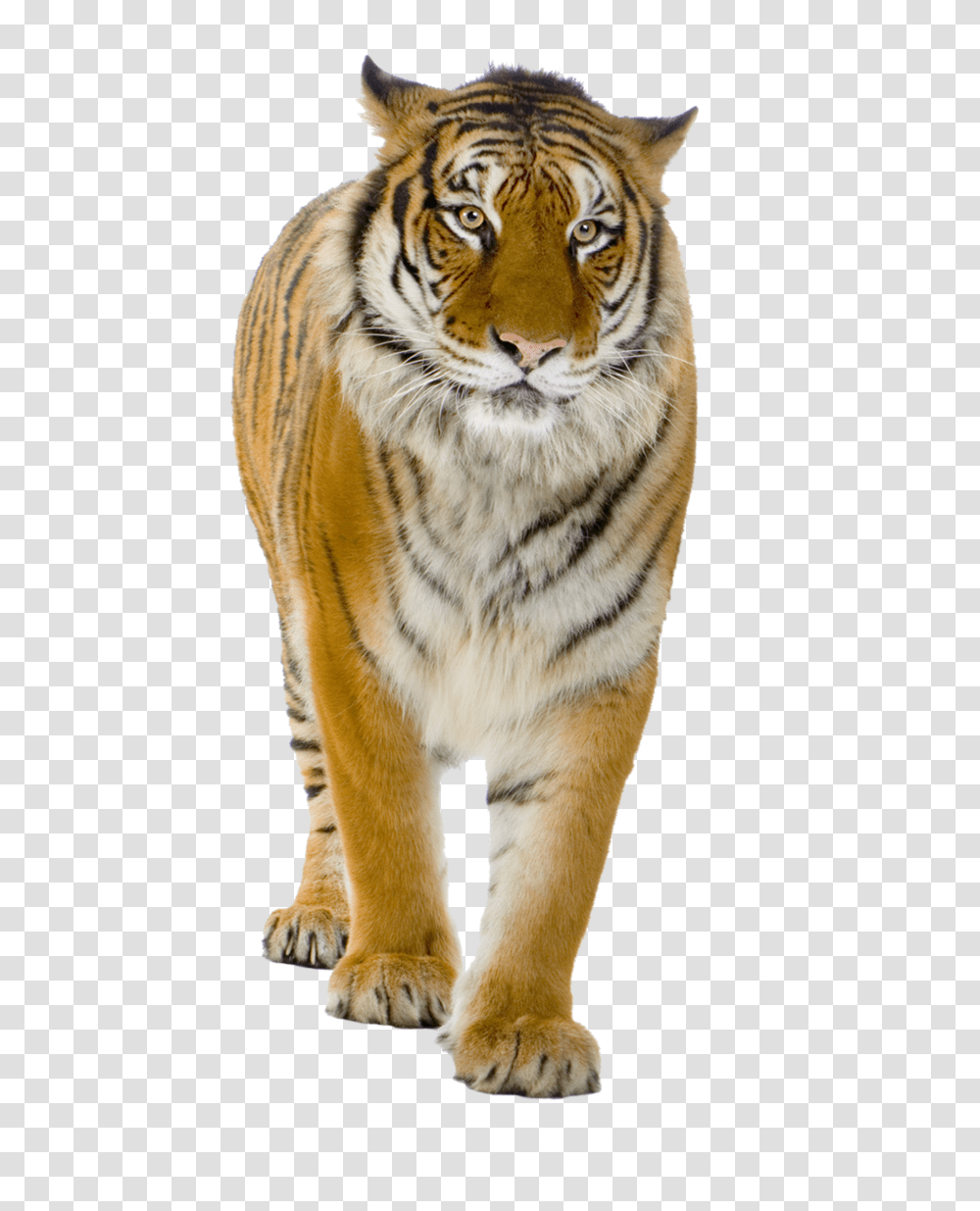 Tiger, Animals, Wildlife, Mammal Transparent Png
