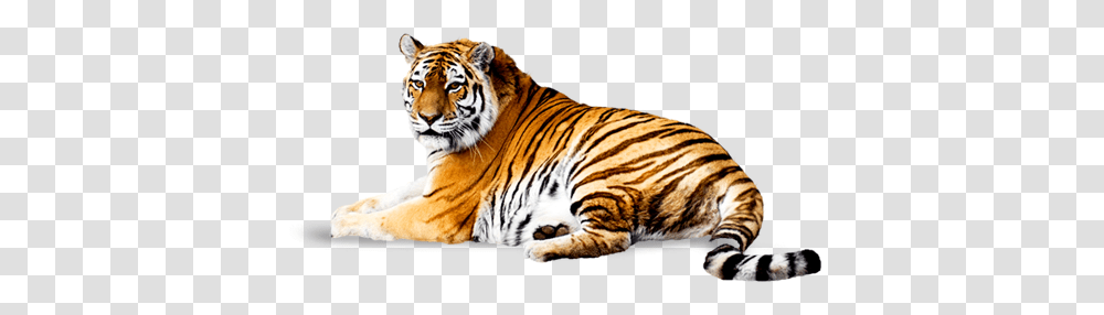 Tiger, Animals, Wildlife, Mammal Transparent Png
