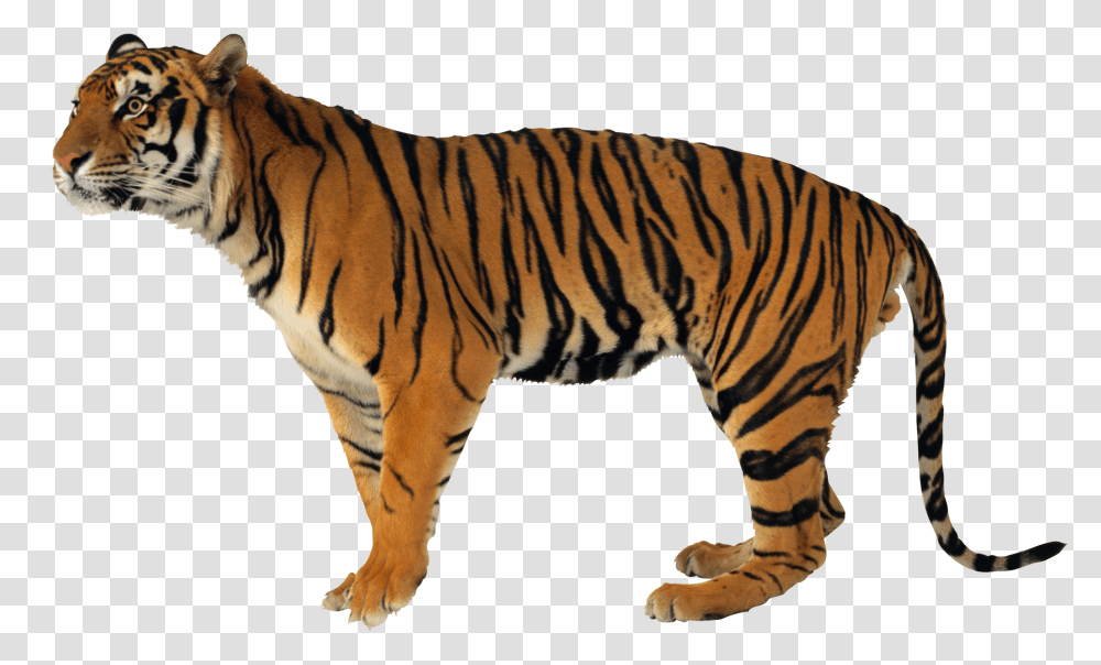 Tiger, Animals, Wildlife, Mammal, Zebra Transparent Png