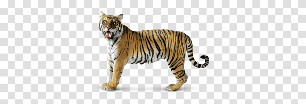 Tiger, Animals, Wildlife, Mammal, Zebra Transparent Png
