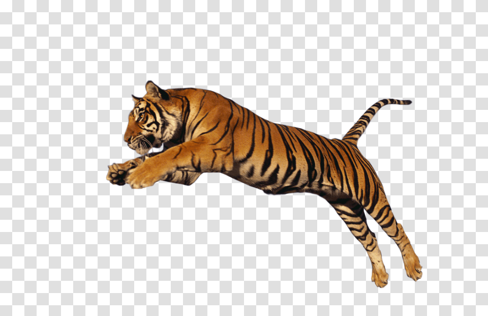 Tiger, Animals, Wildlife, Mammal, Zebra Transparent Png