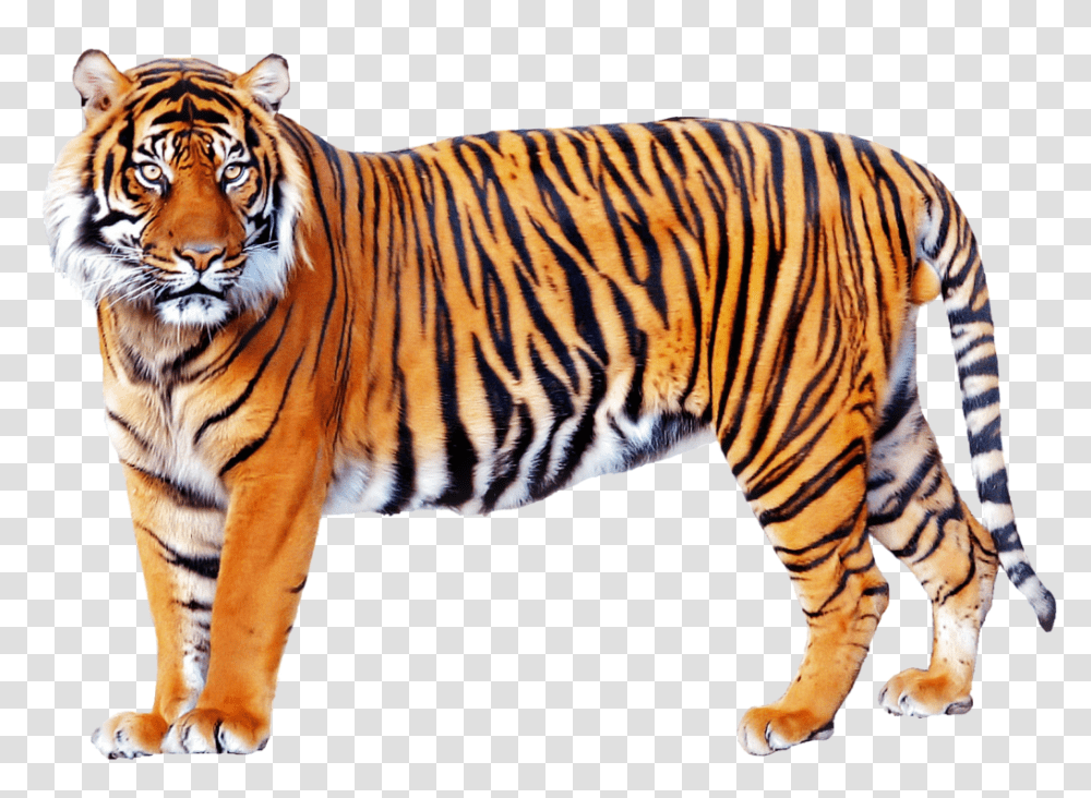 Tiger, Animals, Wildlife, Mammal, Zebra Transparent Png