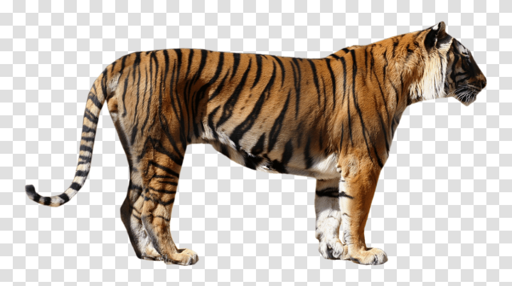 Tiger, Animals, Wildlife, Mammal, Zebra Transparent Png