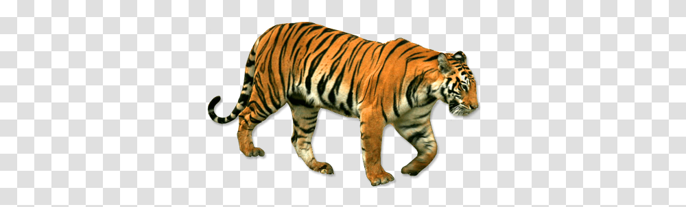 Tiger, Animals, Wildlife, Mammal, Zebra Transparent Png
