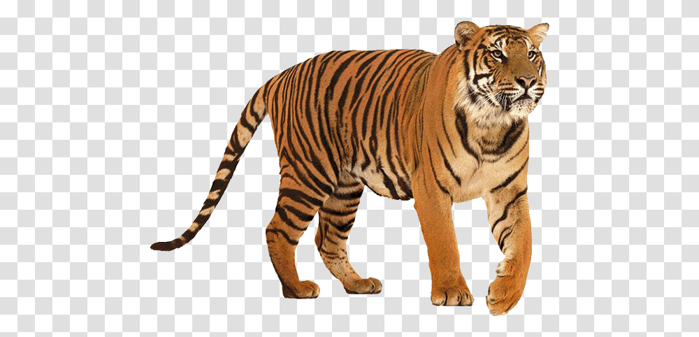 Tiger, Animals, Wildlife, Mammal, Zebra Transparent Png