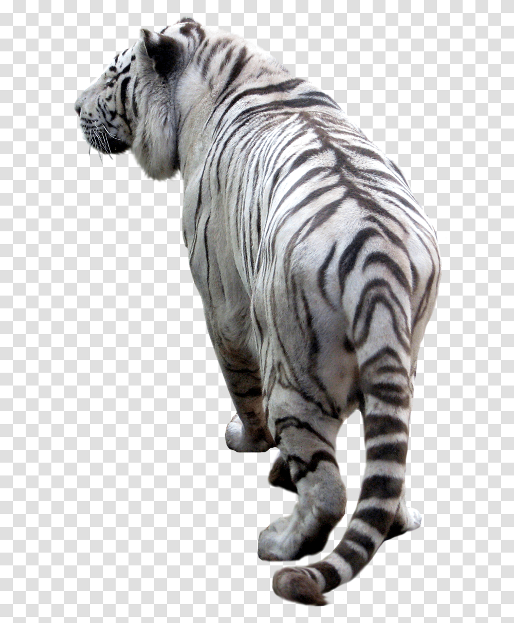 Tiger, Animals, Wildlife, Mammal, Zebra Transparent Png