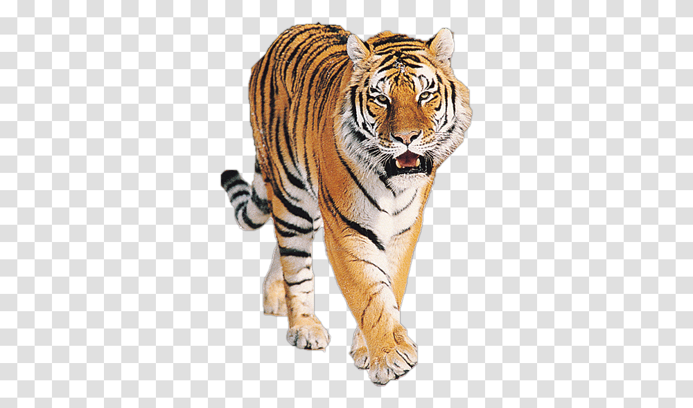 Tiger, Animals, Wildlife, Mammal, Zebra Transparent Png