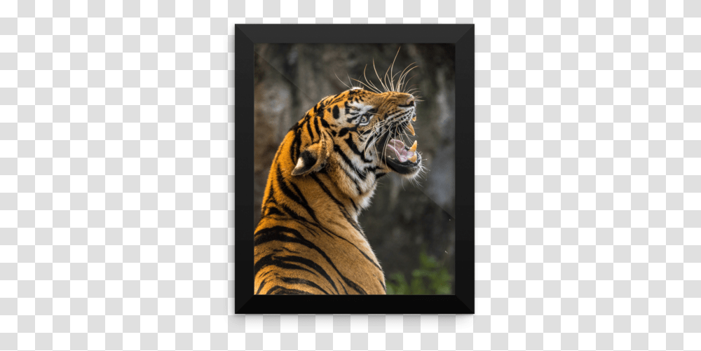 Tiger Attack, Wildlife, Mammal, Animal Transparent Png