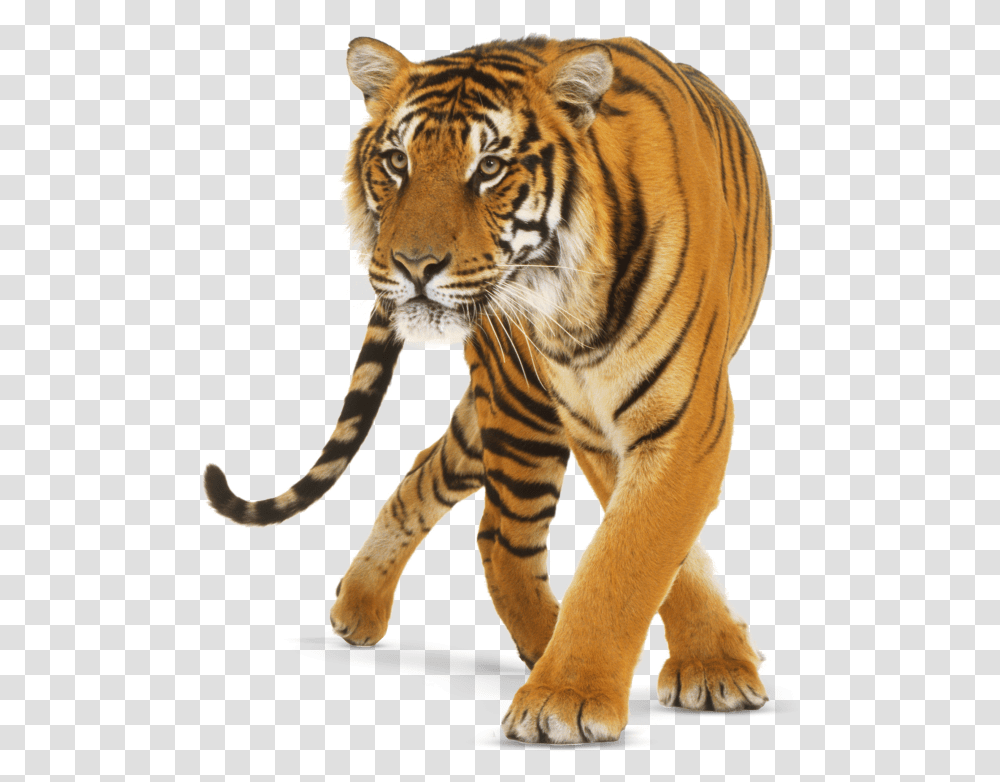 Tiger Background Hd, Wildlife, Mammal, Animal Transparent Png