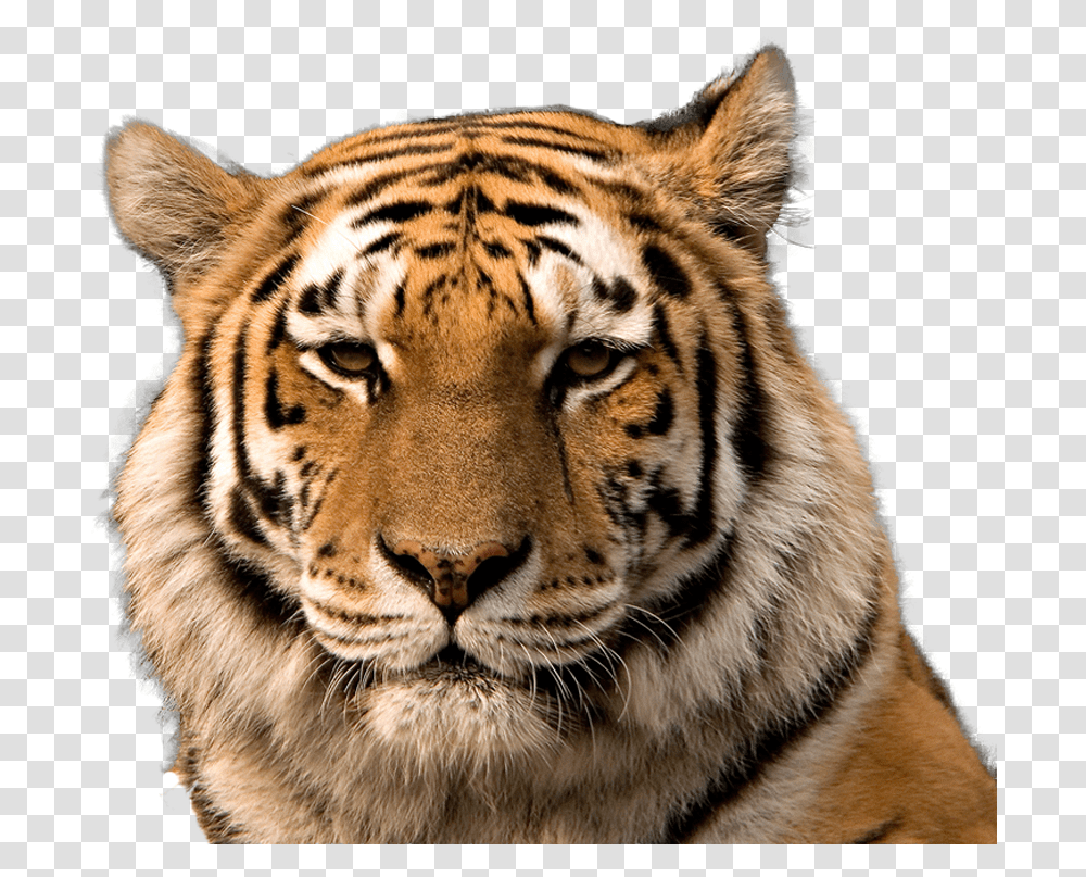 Tiger Background Tiger American, Wildlife, Mammal, Animal, Panther Transparent Png