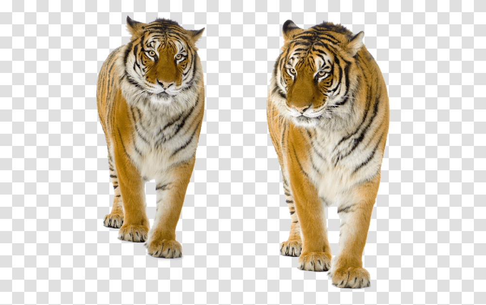 Tiger Background Tiger Free Images Tiger Cat Background Animals For Editing, Wildlife, Mammal, Pet Transparent Png