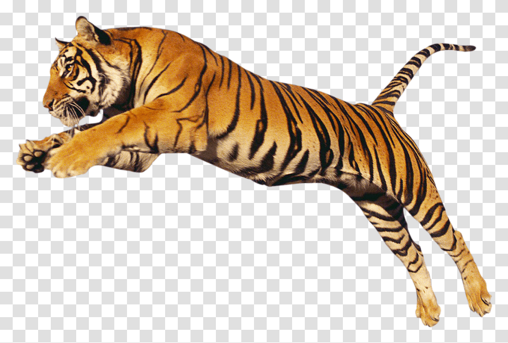 Tiger Bengal Tiger, Wildlife, Mammal, Animal, Zebra Transparent Png