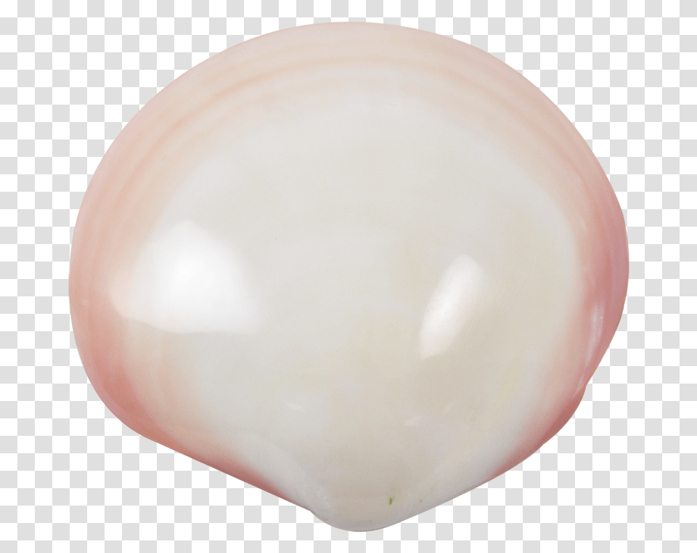 Tiger Clam Polished Shell 3 4 Kakapo Egg, Accessories, Accessory, Jewelry, Food Transparent Png