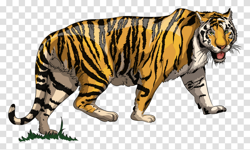 Tiger Clipart, Animal, Mammal, Zebra, Wildlife Transparent Png