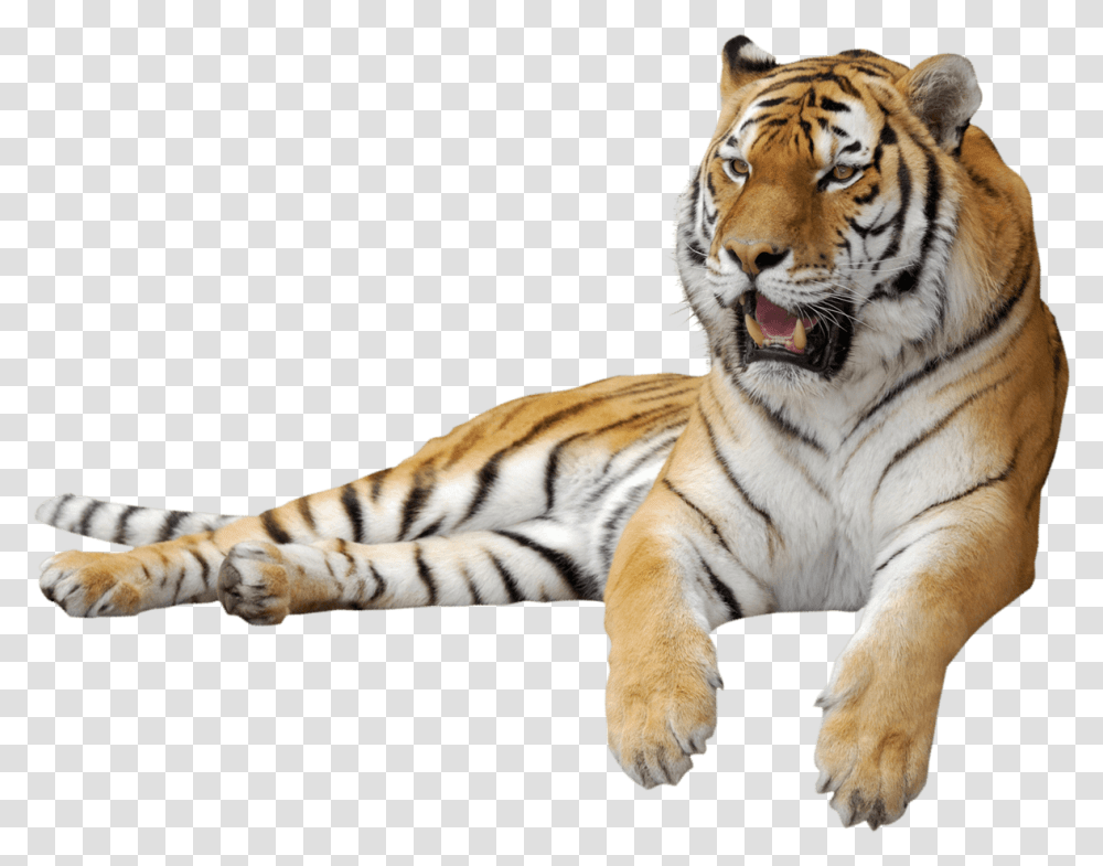 Tiger Clipart Picture Tiger Background, Wildlife, Mammal, Animal Transparent Png