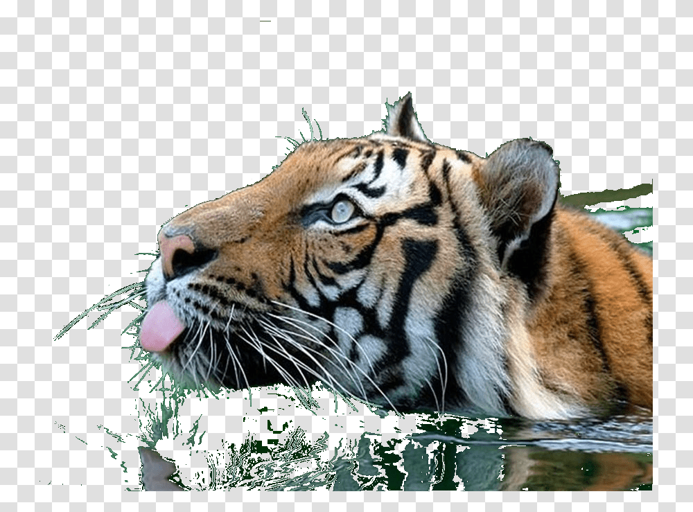 Tiger Clipart Swimming Tiger Gif, Wildlife, Mammal, Animal, Panther Transparent Png