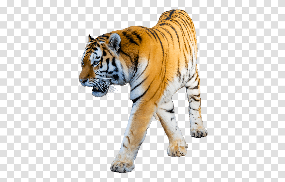 Tiger Clipart Tiger Photo White Background, Wildlife, Mammal, Animal Transparent Png