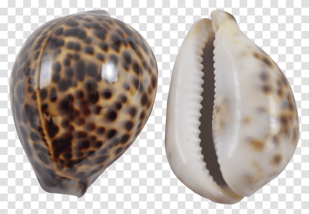 Tiger Cowrie 3 4 Tiger Cowrie Shell Meaning, Seashell, Invertebrate, Sea Life, Animal Transparent Png