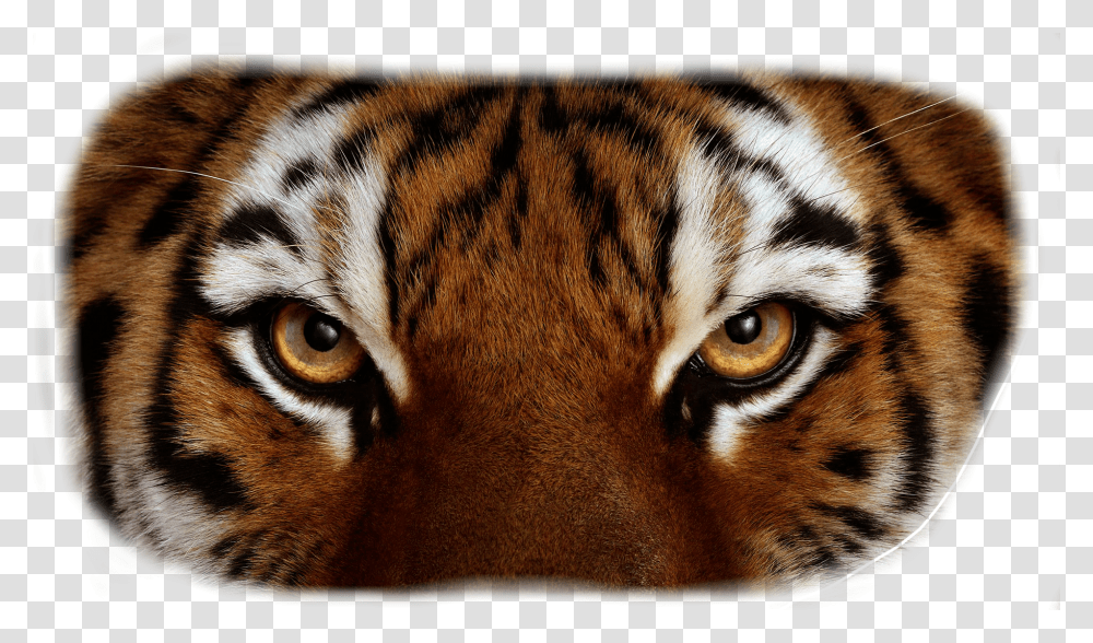 Tiger Eyes Close Up Tiger Eyes, Wildlife, Mammal, Animal, Cat Transparent Png