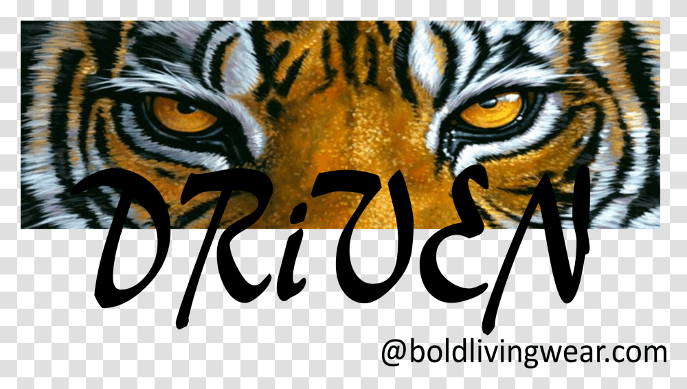 Tiger Eyes Transparent Png