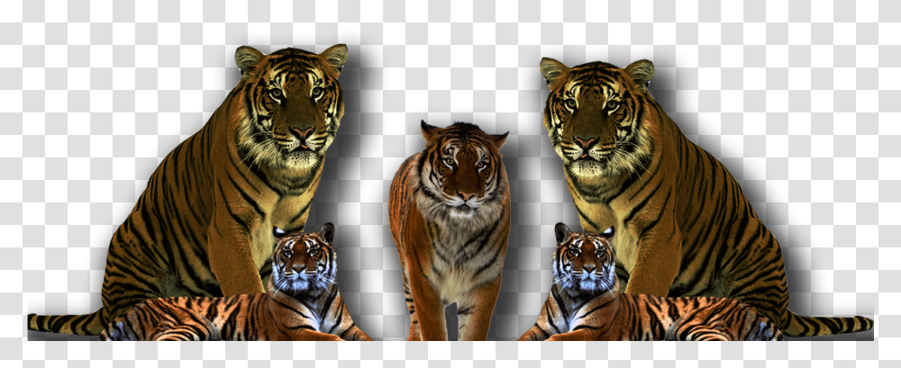 Tiger Face Clipart Black And White, Wildlife, Mammal, Animal, Cat Transparent Png