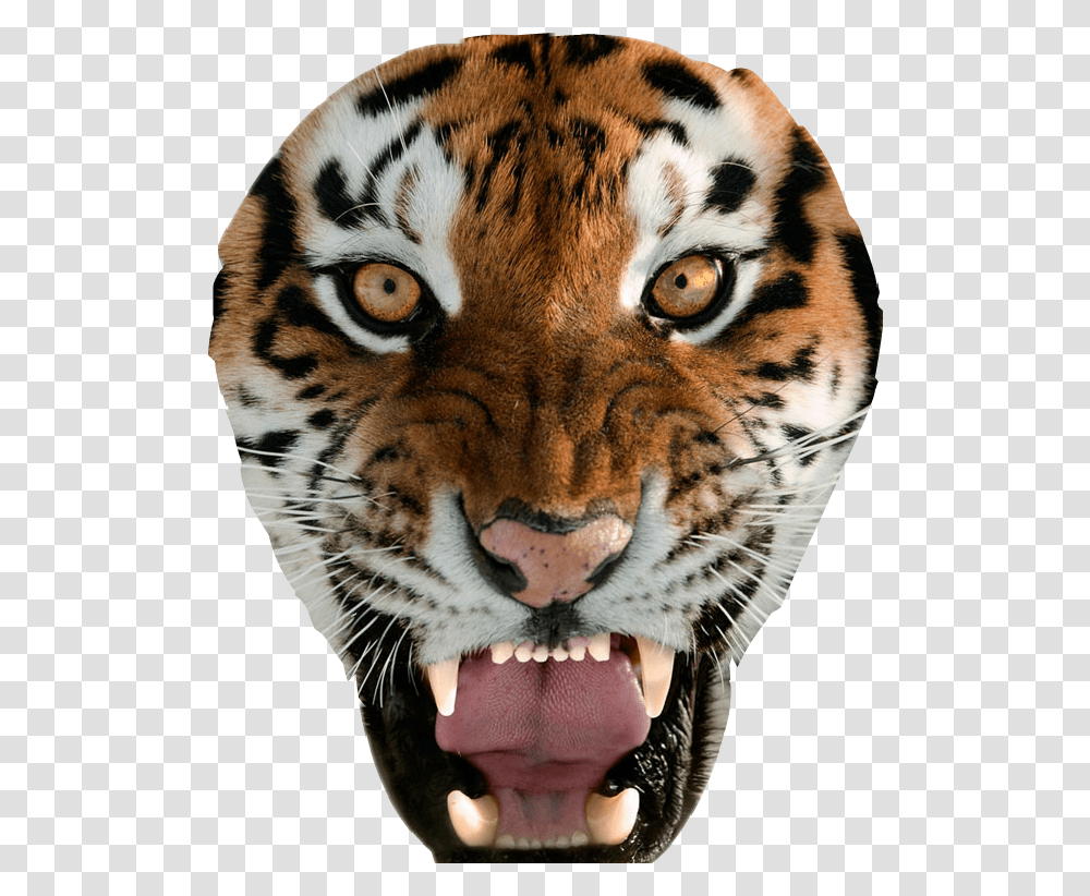 Tiger Face Clipart Womens Tiger Underwear, Wildlife, Mammal, Animal, Panther Transparent Png