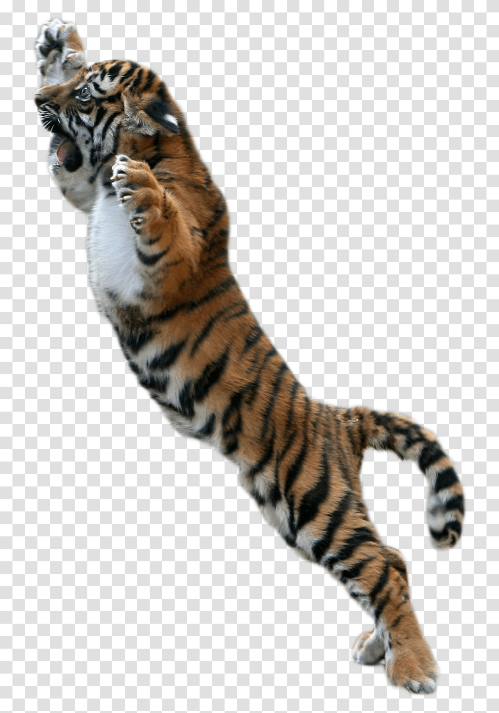 Tiger For Picsart, Wildlife, Mammal, Animal, Panther Transparent Png
