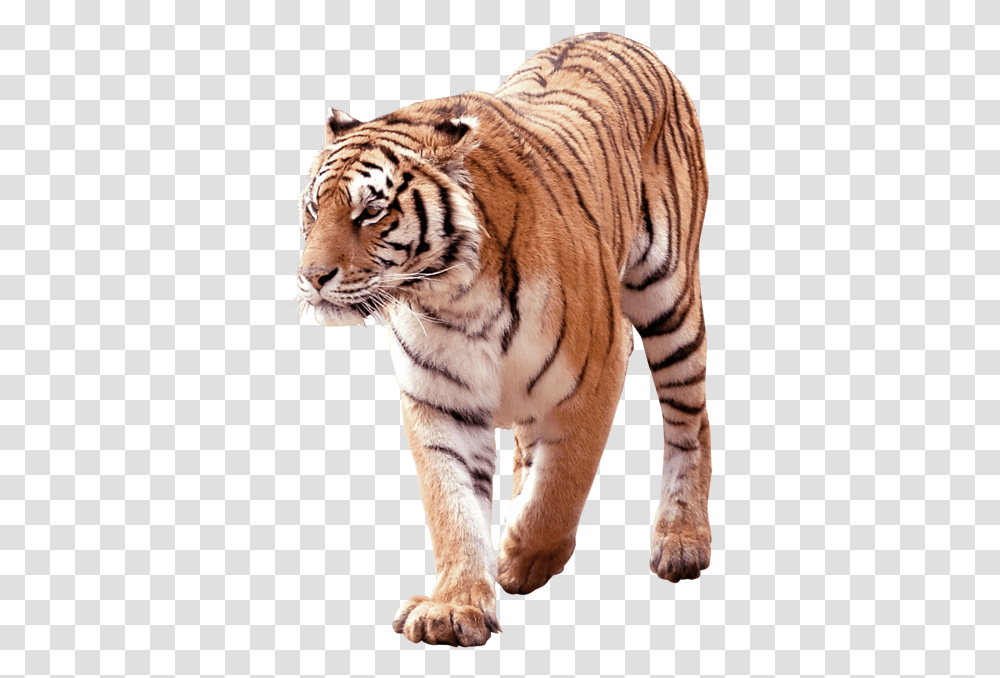 Tiger Free Download Searchpng South China Tiger, Wildlife, Mammal, Animal Transparent Png