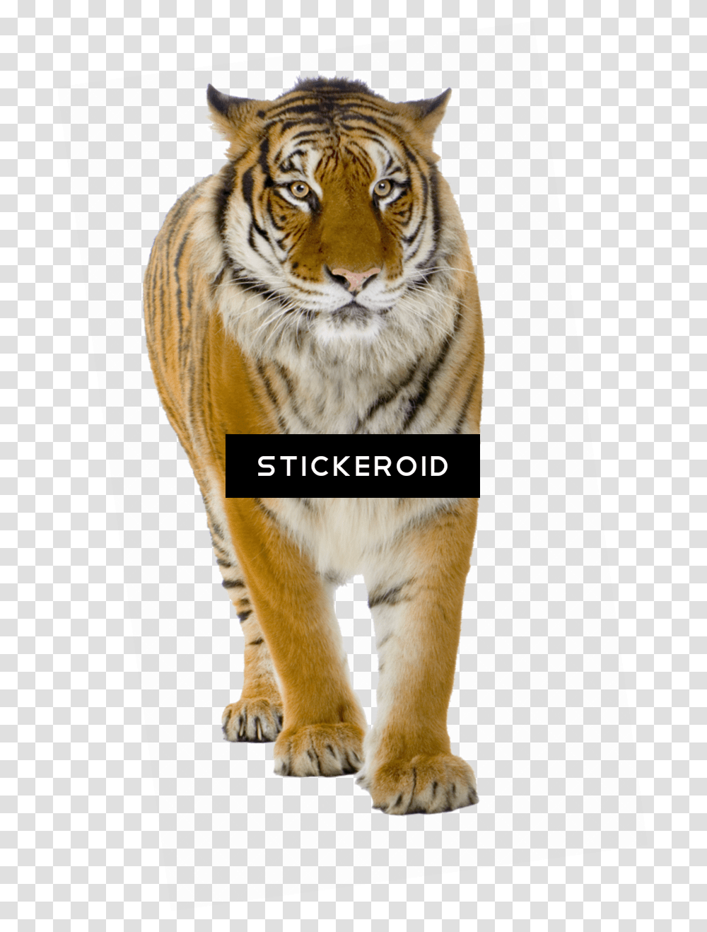 Tiger Front View Background Photo Tiger, Wildlife, Mammal, Animal Transparent Png