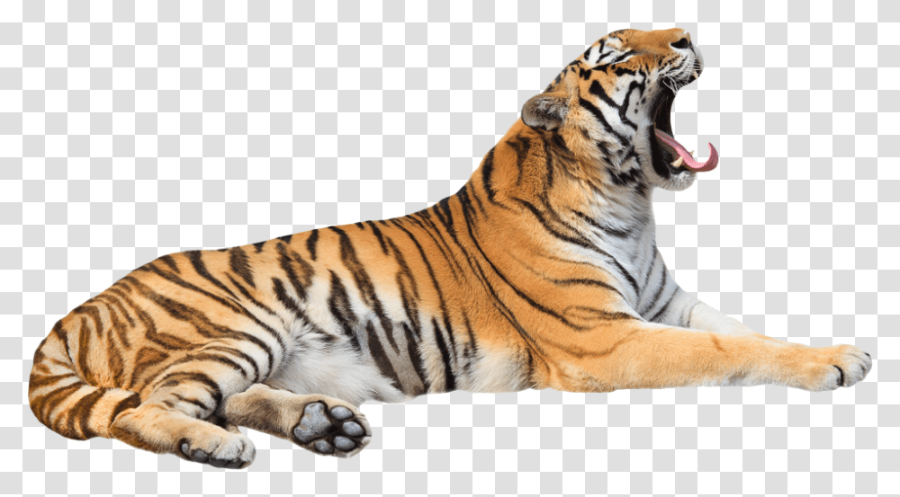 Tiger Hd, Wildlife, Mammal, Animal Transparent Png