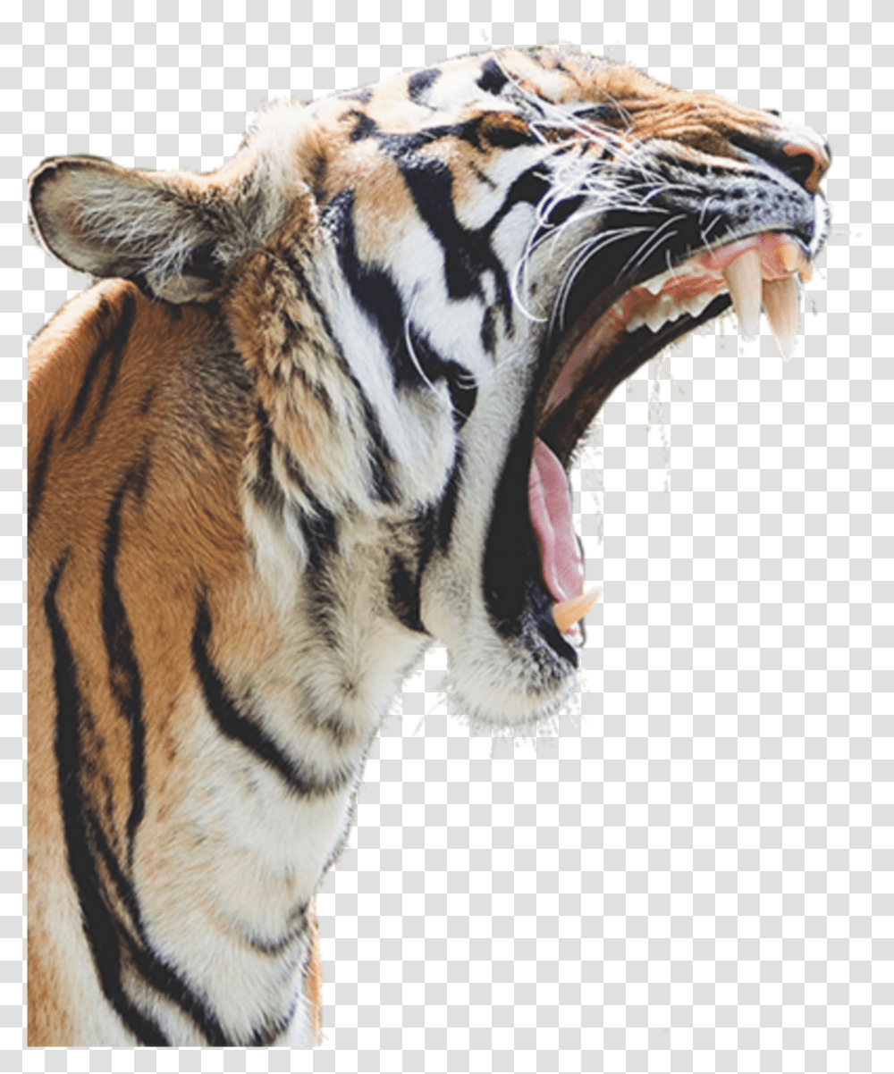 Tiger Head Clipart Tiger Roaring White Background Transparent Png