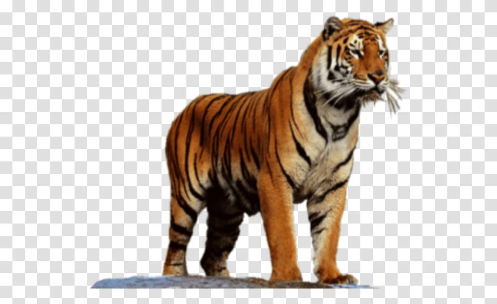 Tiger High Resolution, Wildlife, Mammal, Animal Transparent Png
