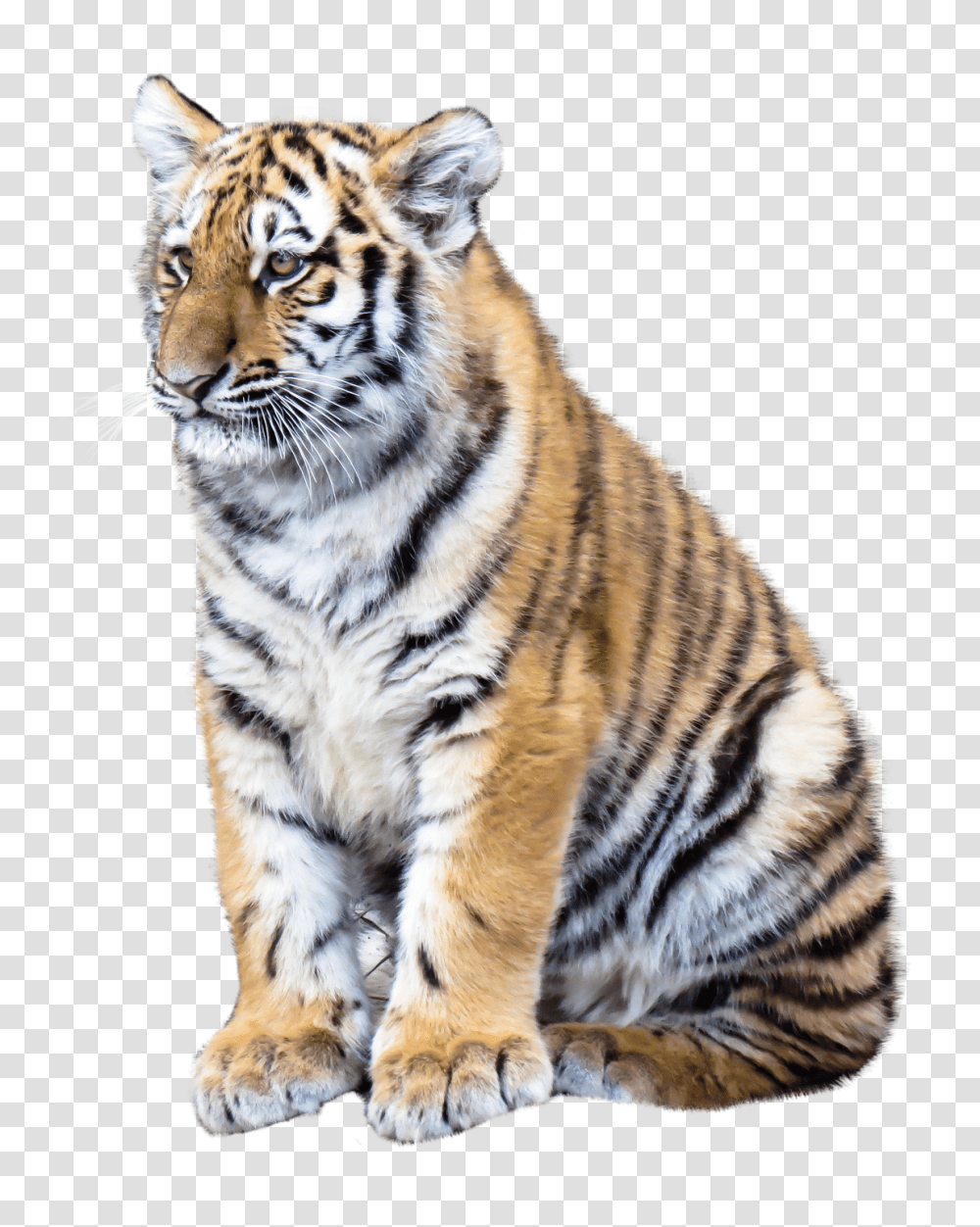 Tiger Image, Animals, Wildlife, Mammal Transparent Png