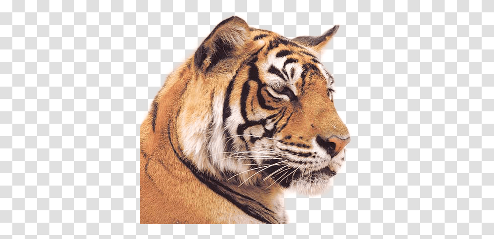 Tiger Image Indian Tiger, Wildlife, Mammal, Animal, Panther Transparent Png