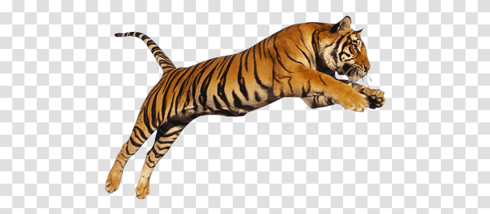 Tiger Image Jump Running Tiger, Wildlife, Mammal, Animal, Zebra Transparent Png