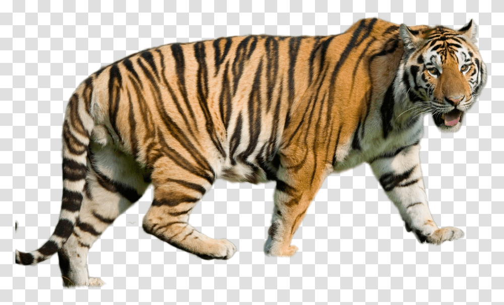 Tiger Image Louisiana State University, Wildlife, Mammal, Animal Transparent Png