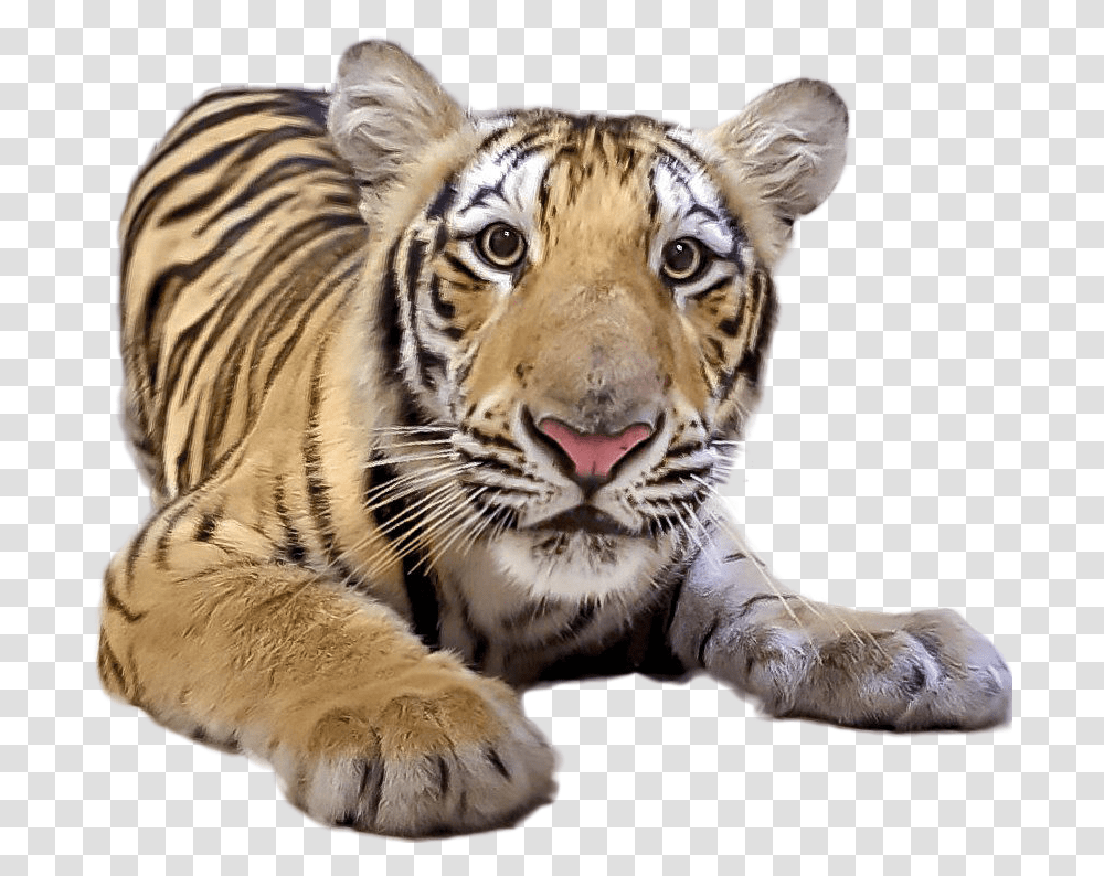 Tiger Image New Mike The Tiger 2017, Wildlife, Mammal, Animal Transparent Png