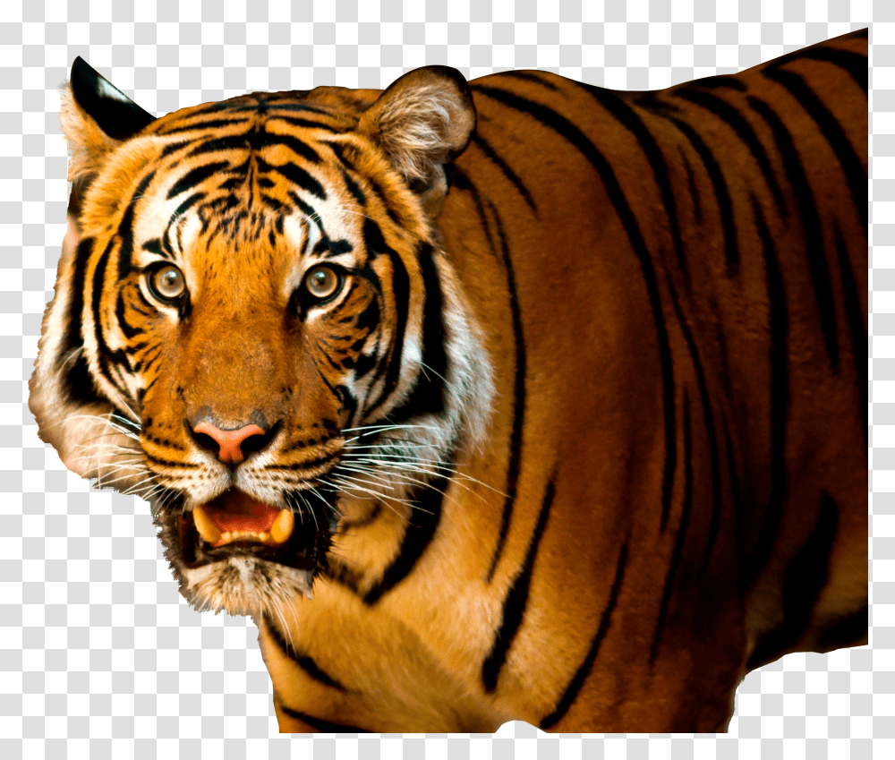 Tiger Image Tiger Image Hd Transparent Png