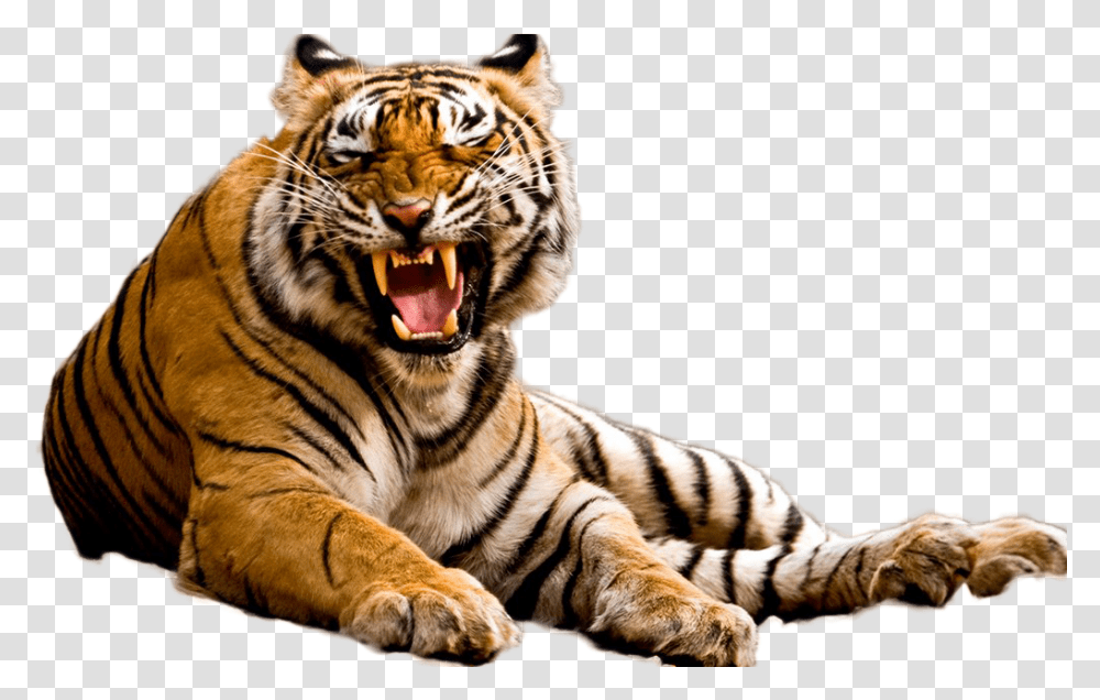 Tiger Image Tiger, Wildlife, Mammal, Animal Transparent Png