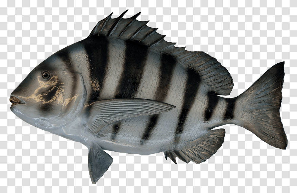 Tiger Image Water Fish No Background, Aquatic, Animal, Bird, Shark Transparent Png