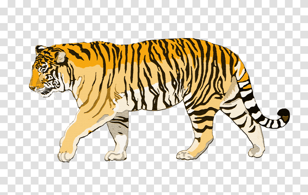 Tiger Images Pictures Photos Arts, Wildlife, Mammal, Animal, Zebra Transparent Png